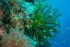 Klik om te vergroten Mid Reef - Paulau Sipadan